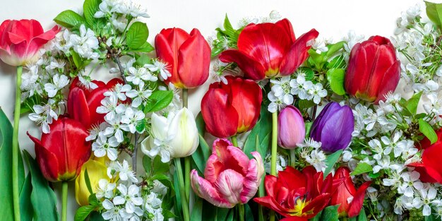 Tulpen en takken van kersenbloesems op een witte backgroundFloral background