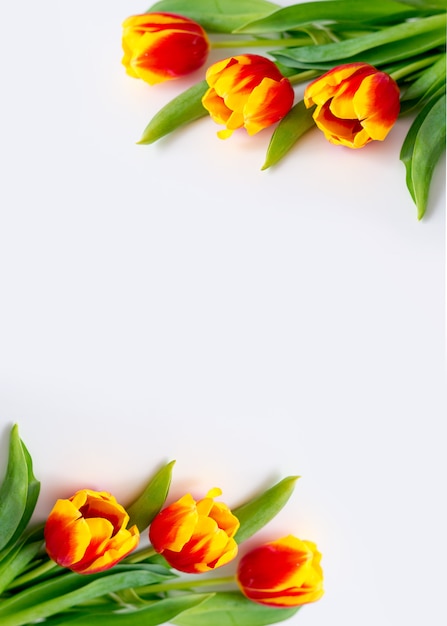 Tulpen geel rood op een witte achtergrond