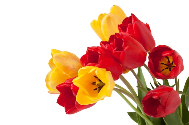 Tulpen geïsoleerd op wit