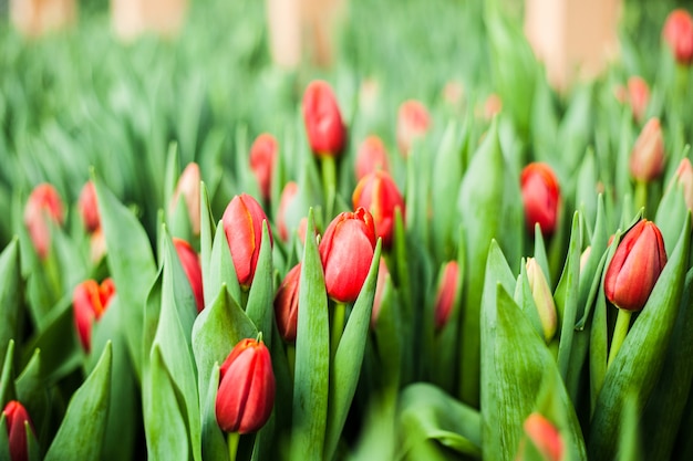 Tulpen gekweekt in een kas, natuurlijke bloemen, rassenplanten