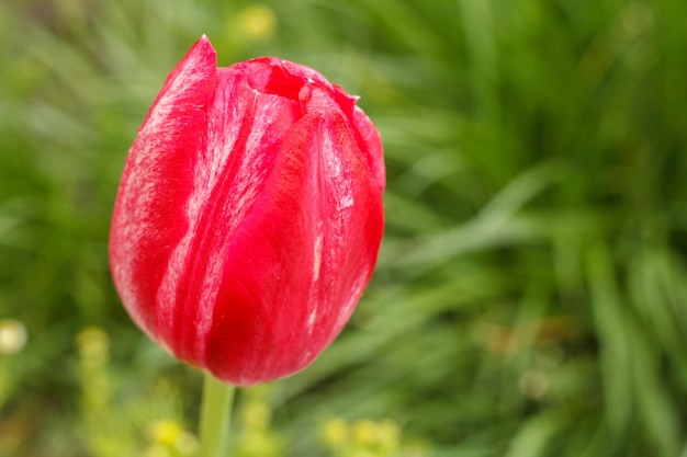 Tulpen groeien in een tuin met groen gras op de achtergrond