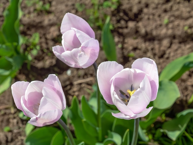 Tulpen groeien op het tuinbed met onscherpe achtergrond