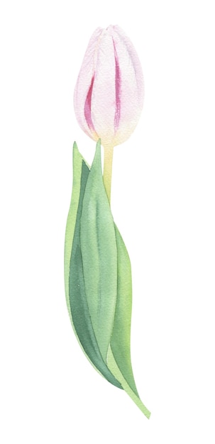 Tulpen handgetekend in aquarel