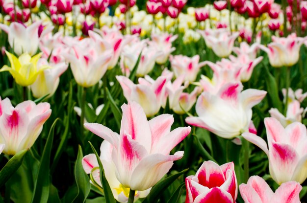 Tulpen in de botanische tuin