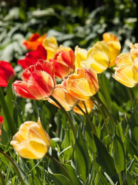 Tulpen in de botanische tuinen van Denver.