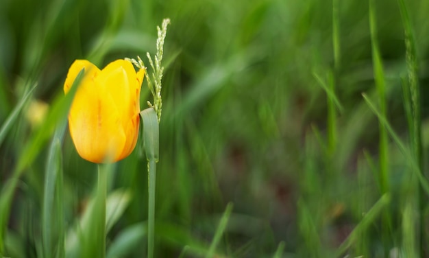 Tulpen in de lente tuin close-up prachtige heldere tulpen groeien buiten op een zonnige dag