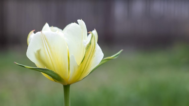 Tulpen in de lente tuin close-up prachtige heldere tulpen groeien buiten op een zonnige dag