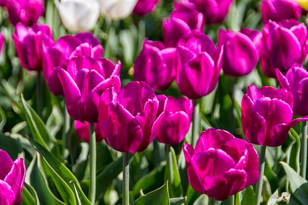 Tulpen in de lentezon