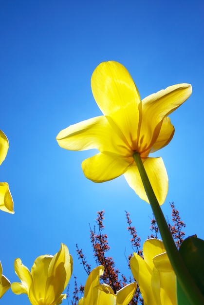 Foto tulpen in de lucht