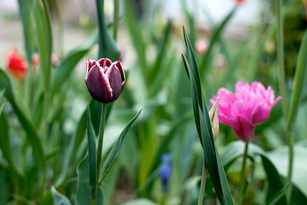 Tulpen in de tuin eerste lentebloemen in de natuur in het park