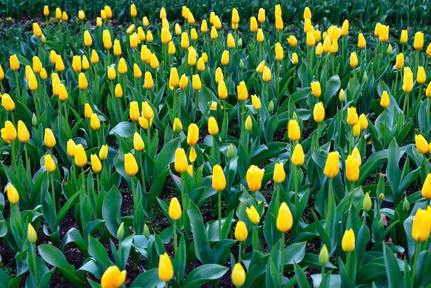 Tulpen in de tuin in het voorjaar