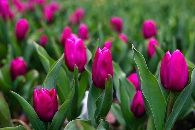 Foto tulpen in de tuin in het voorjaar