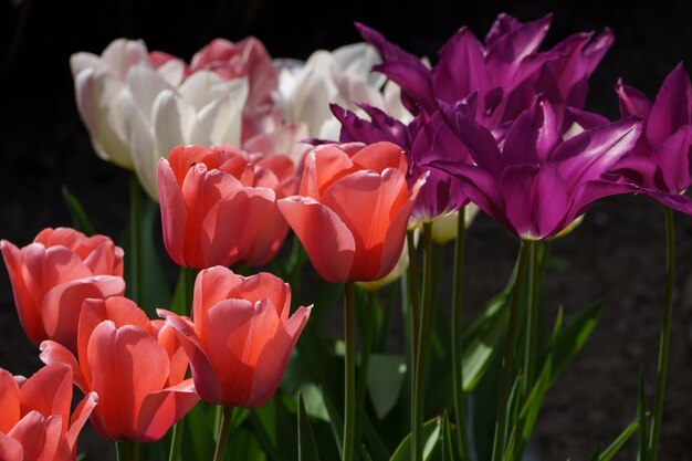 Foto tulpen in de tuin.