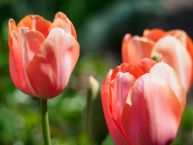 Tulpen in de tuin.