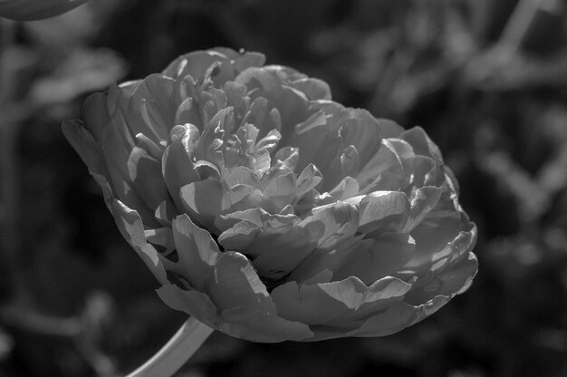 tulpen in de tuin