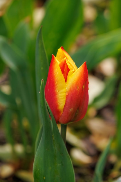 tulpen in de tuin