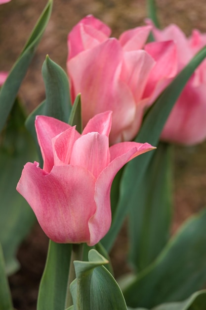 Tulpen in de tuin.