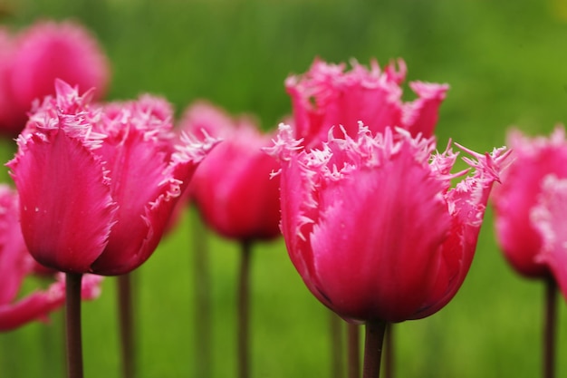 Tulpen in de tuin