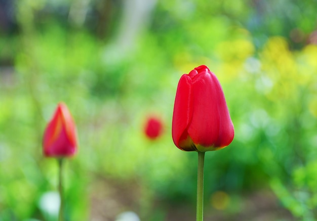 Tulpen in de tuin