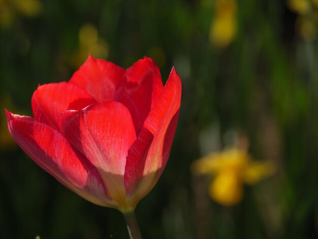 Tulpen in Duitsland