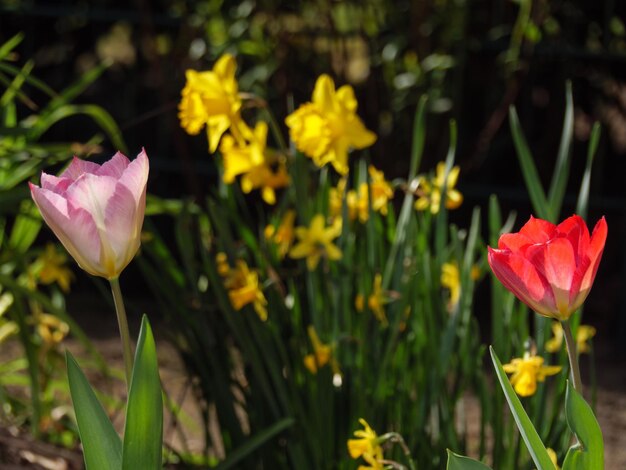 Foto tulpen in duitsland