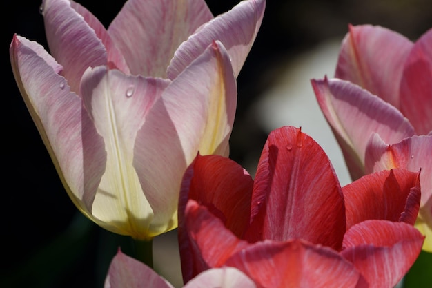 Tulpen in een Duitse tuin