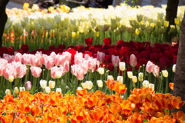 tulpen in een veld van tulpen