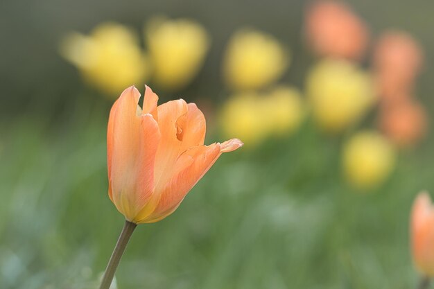 Tulpen in een weide met een prachtige bokeh De lente kan komen Bloemfoto
