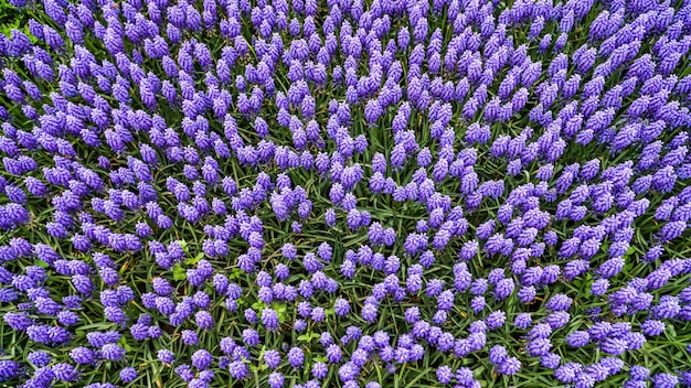 Tulpen in Gulhane Park in de wijk Sultanahmet Istanbul