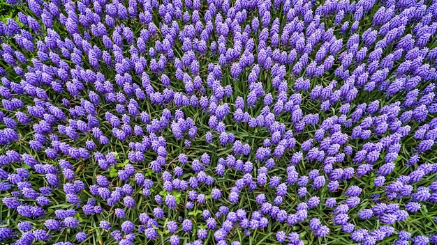 Tulpen in Gulhane Park in de wijk Sultanahmet Istanbul