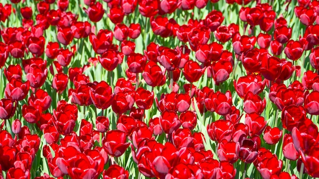 Tulpen in Gulhane Park in de wijk Sultanahmet Istanbul