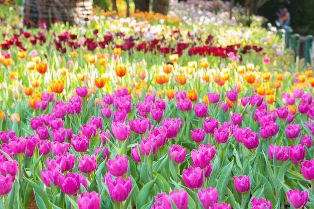 Tulpen in het voorjaar