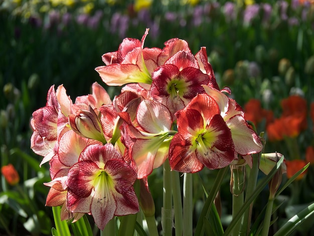 Foto tulpen in nederland