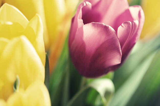 Foto tulpen in vintage stijl close-up mooie foto