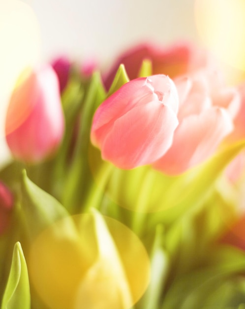 Tulpen in zonlicht bloemen lentevakantie en verjaardagscadeau concept