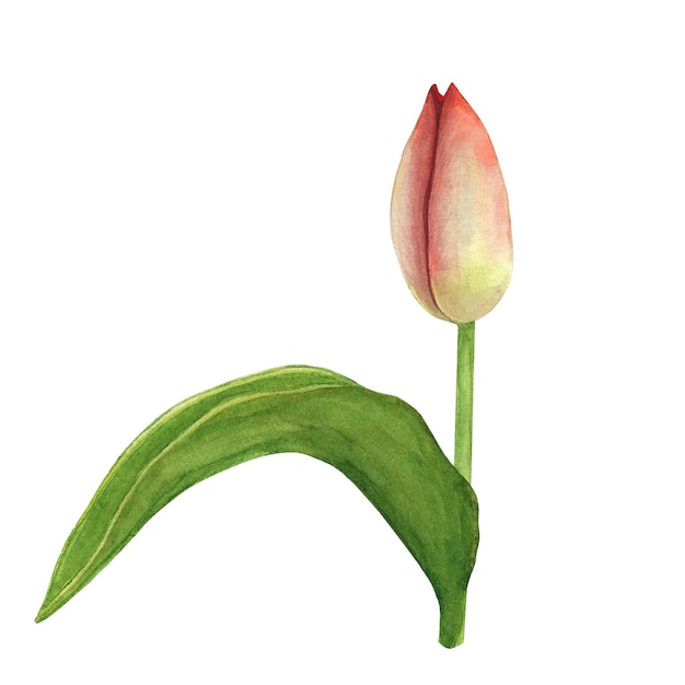 Tulpen knop geïsoleerd op een witte achtergrond Aquarel hand tekenen illustratie Kunst voor decoratie en design