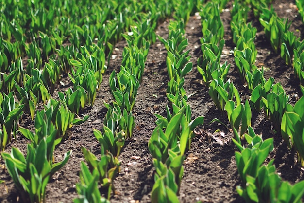 Tulpen laten groeien. Vroege spruiten van tulpen