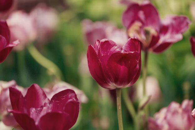 Tulpen lentebloemen