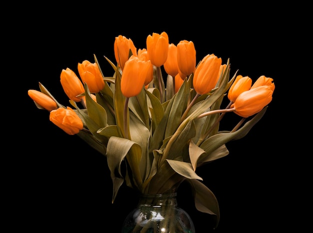 Tulpen met oranje toppen zijn geïsoleerd op een zwarte achtergrond. Het boeket bloemen is prachtig. Hoge kwaliteit foto