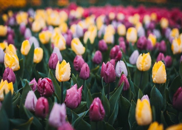 Tulpen. Mooie veelkleurige bloemen in de lentepark, bloemenachtergrond. Wijnoogst