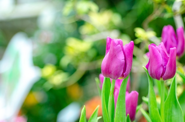 Tulpen onscherpe achtergrond