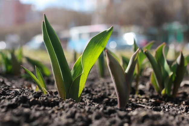 Tulpen ontkiemen op het bloembed