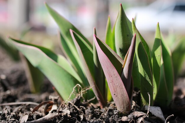 Tulpen ontkiemen op het bloembed