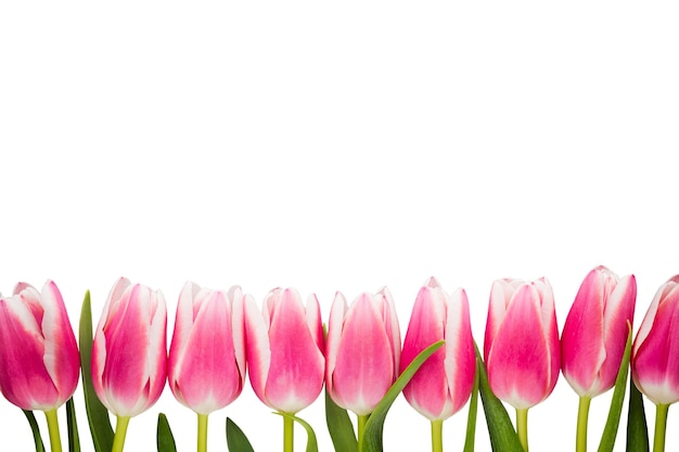 Foto tulpen op de grijze achtergrond