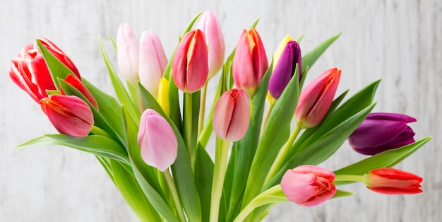 Tulpen op de grijze muur.