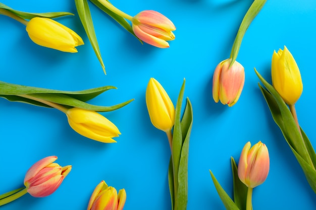 Tulpen op een blauw