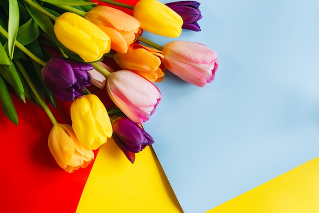 Tulpen op een rood-blauw-gele achtergrond. het uitzicht vanaf de top. met ruimte voor tekst