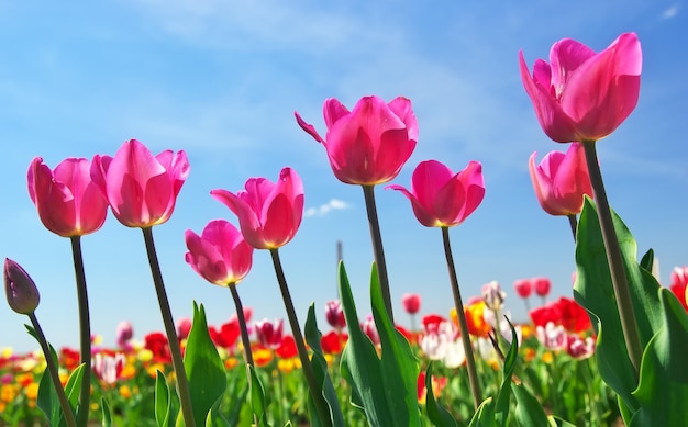 Tulpen op hemelachtergrond