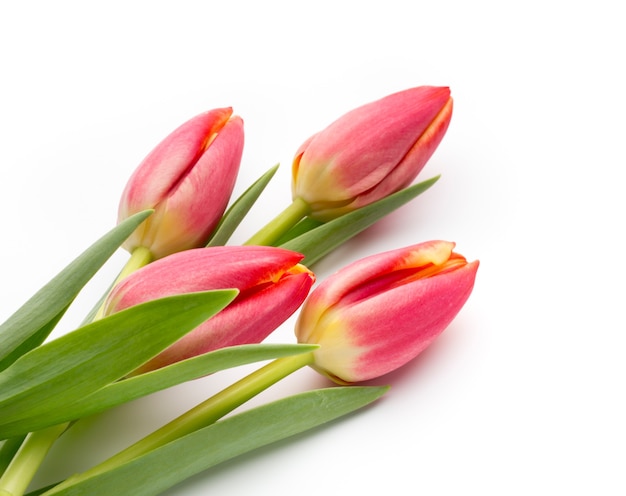 Tulpen op het wit.