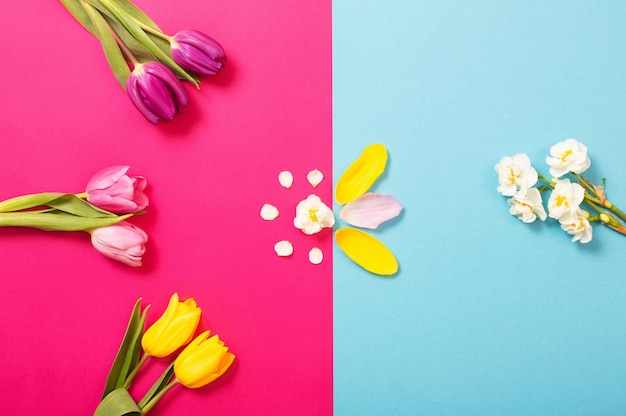 Tulpen op roze en blauwe papieren achtergrond